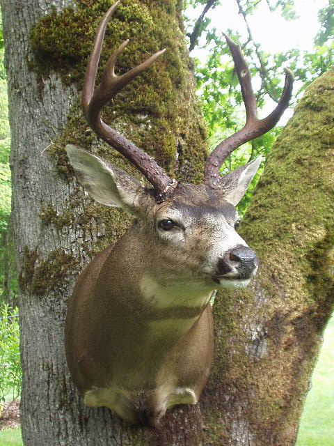 Big Game Mounts