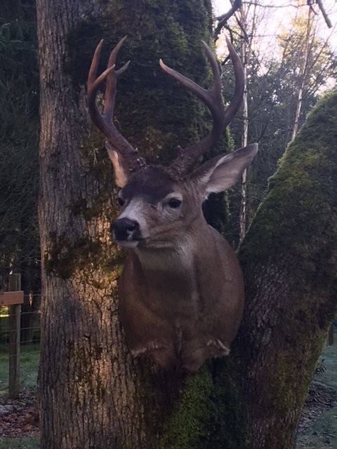 Big Game Mounts