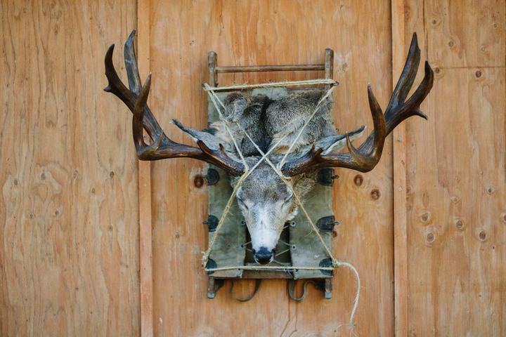 Big Game Mounts