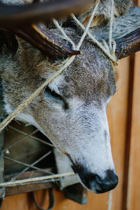 Big Game Mounts