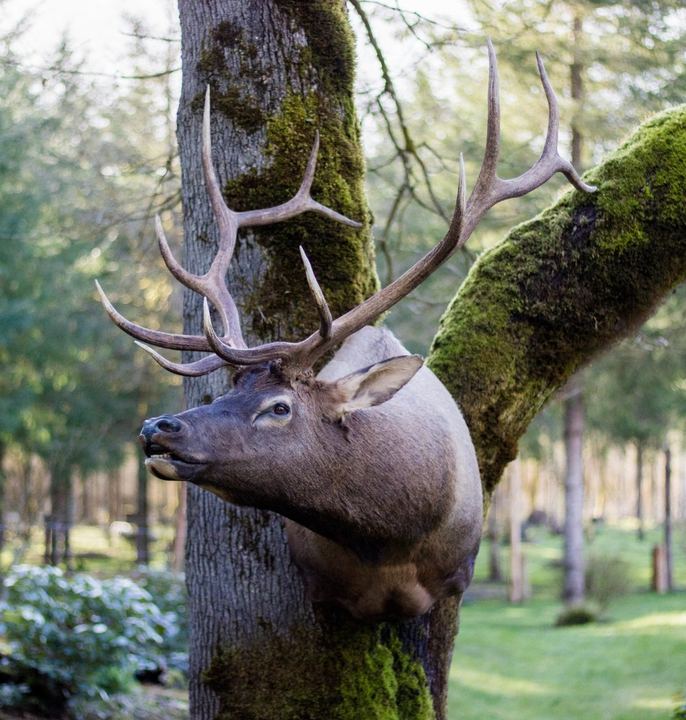 Big Game Mounts