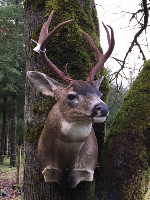 Big Game Mounts