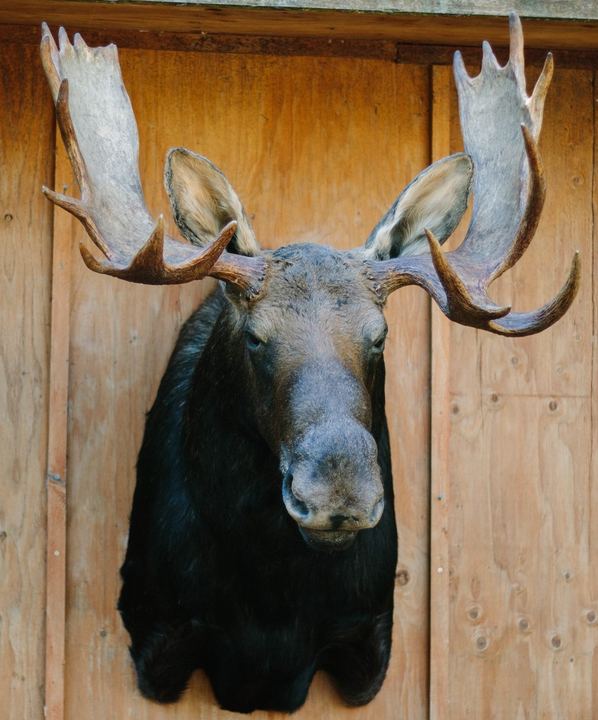 Big Game Mounts