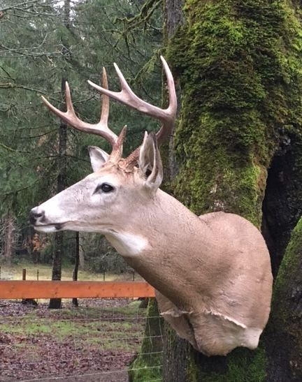 Big Game Mounts