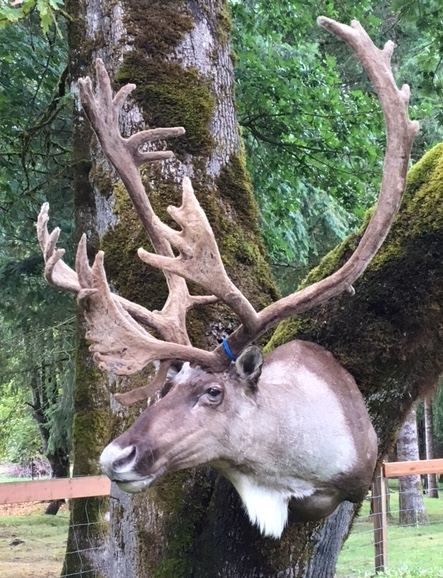 Big Game Mounts