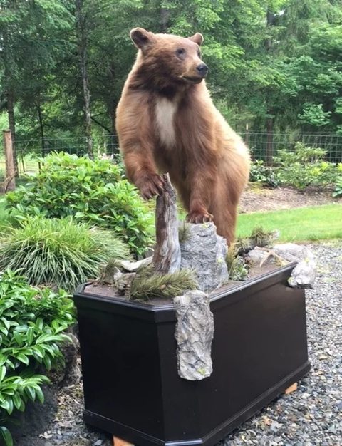 Big Game Mounts