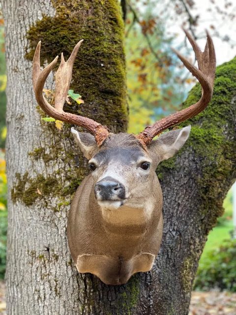 Big Game Mounts