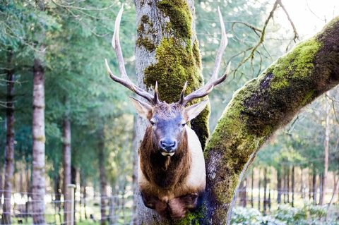 Big Game Mounts