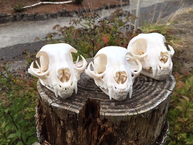 European Skulls & Antler