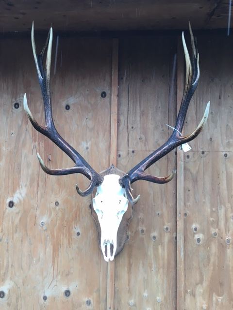 European Skulls & Antler