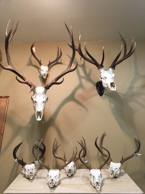 European Skulls & Antler