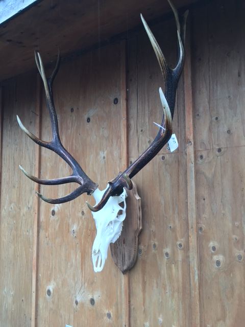 European Skulls & Antler