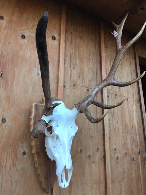 European Skulls & Antler