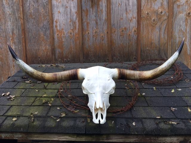 European Skulls & Antler