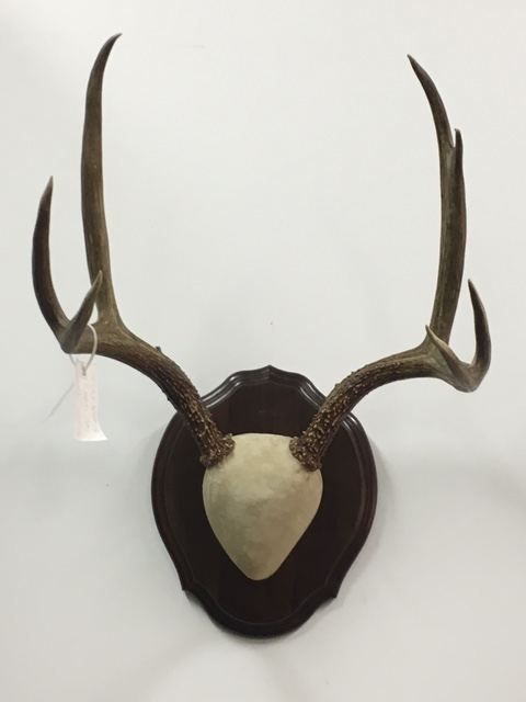 European Skulls & Antler