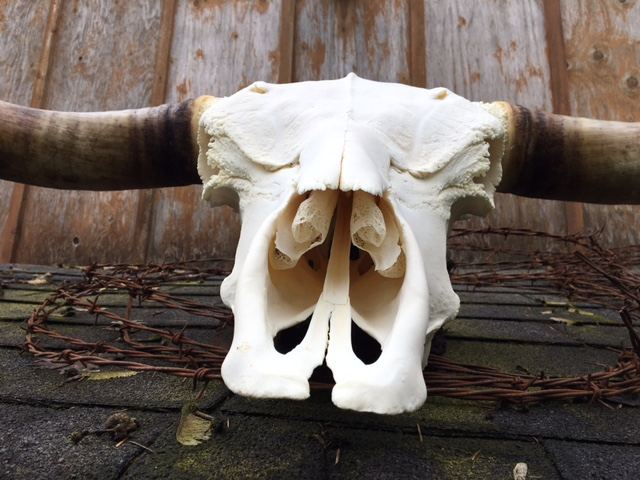 European Skulls & Antler