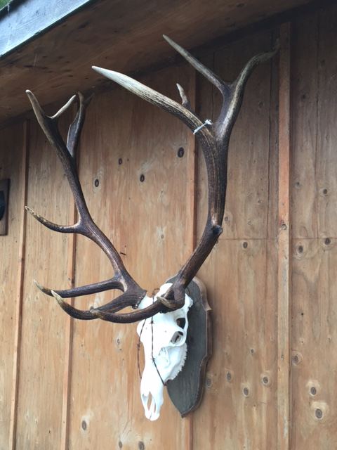 European Skulls & Antler
