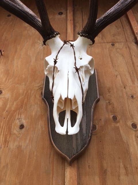 European Skulls & Antler