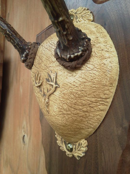 European Skulls & Antler