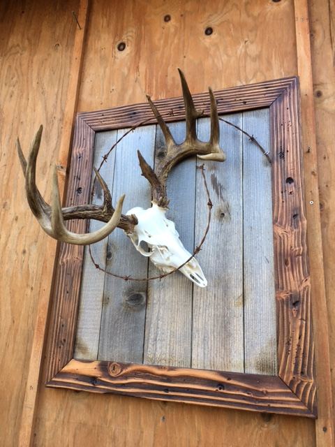 European Skulls & Antler