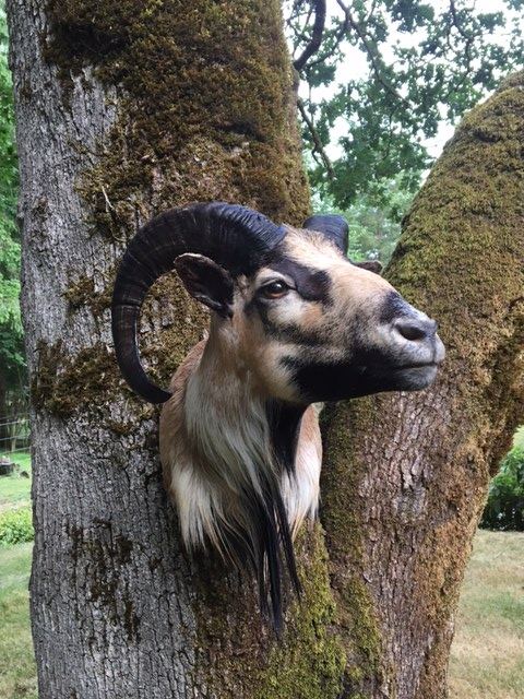 Sheep & Goats