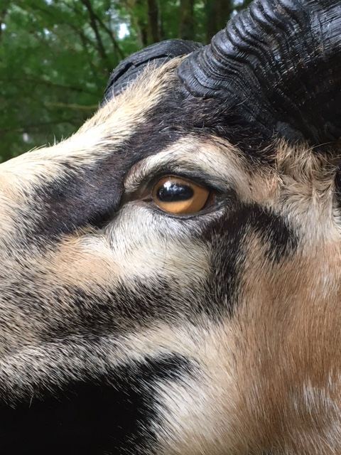 Sheep & Goats