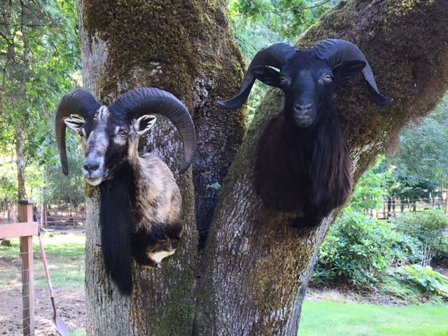 Sheep & Goats