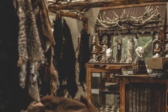 Inside the Black River Taxidermy studio — hides, antlers, and European mounts on display
